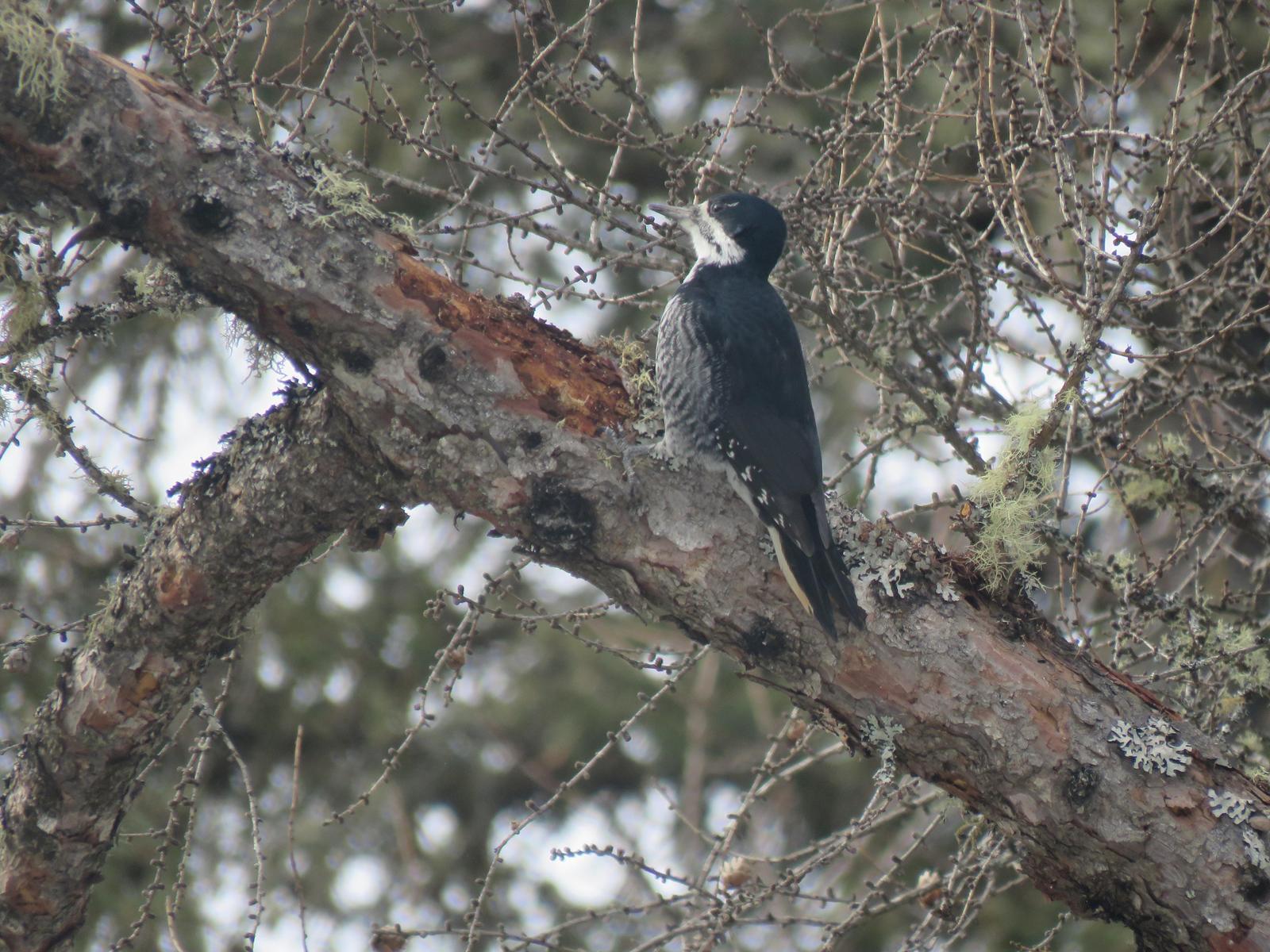 Black-backed Woodpecker Photo by Nolan Keyes