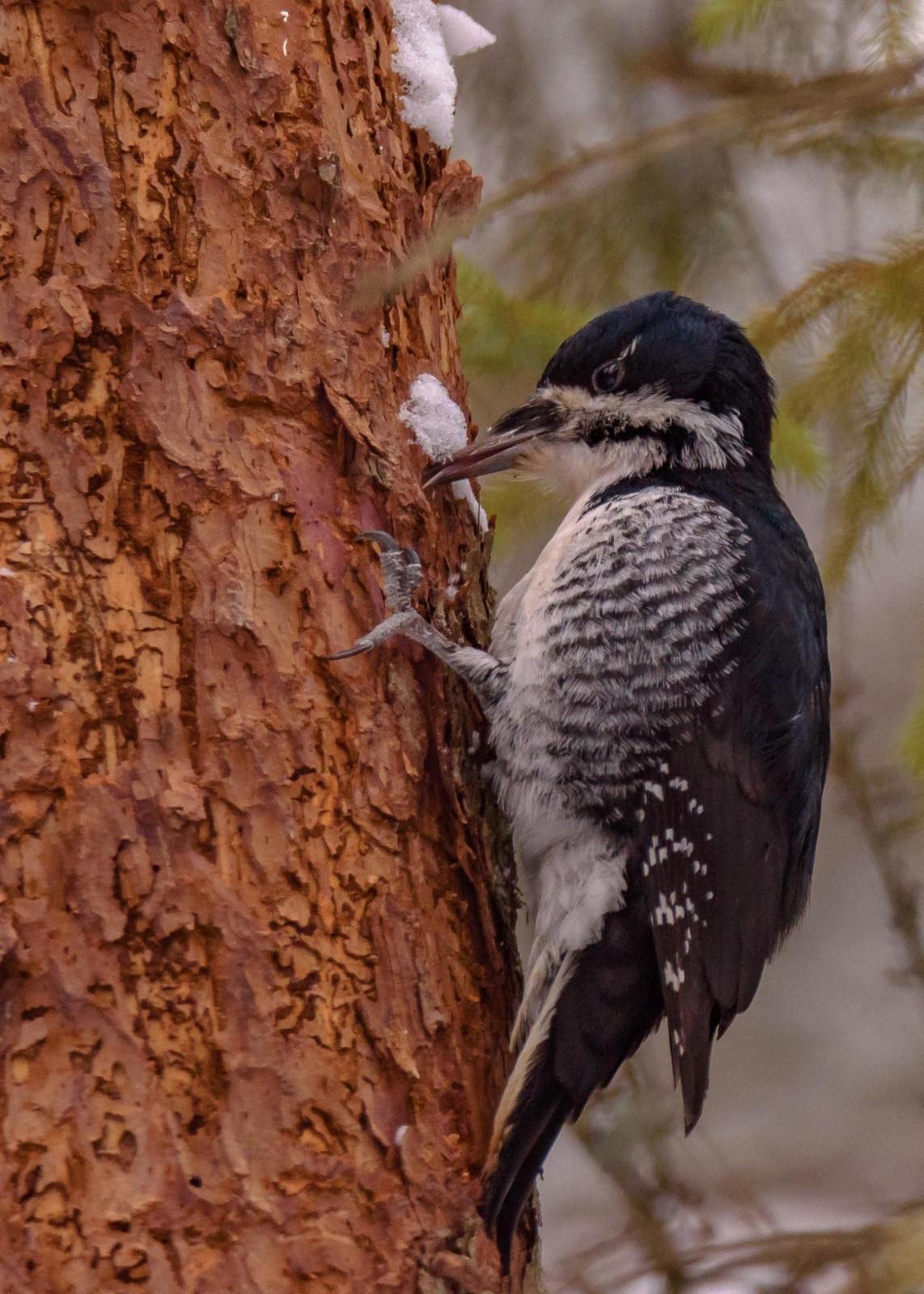 Black-backed Woodpecker Photo by Keshava Mysore