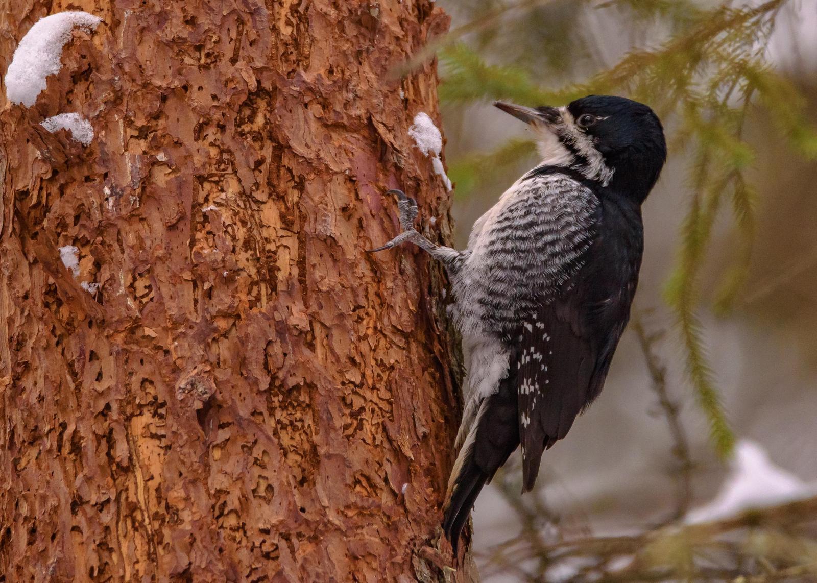 Black-backed Woodpecker Photo by Keshava Mysore