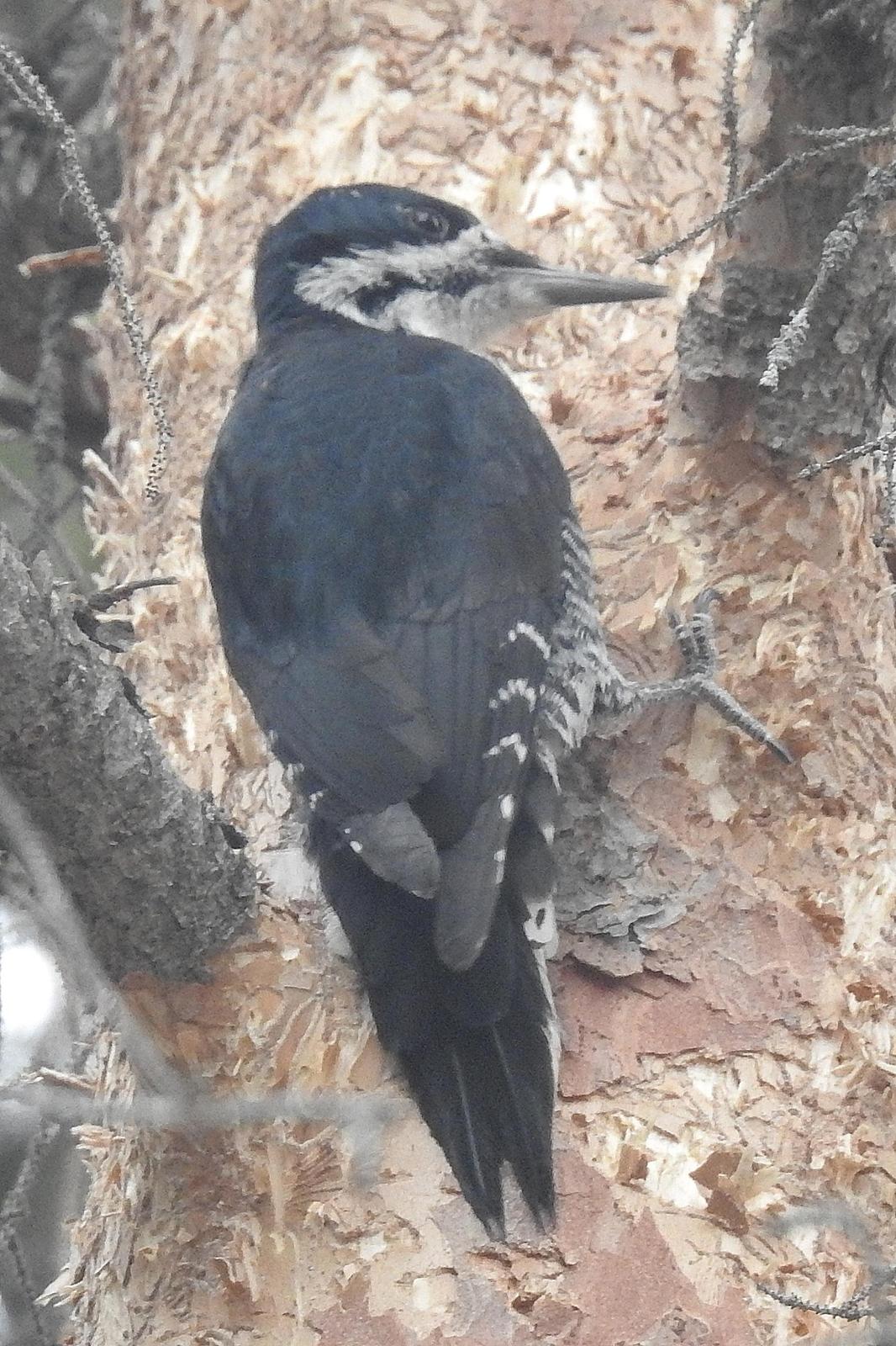 Black-backed Woodpecker Photo by Enid Bachman
