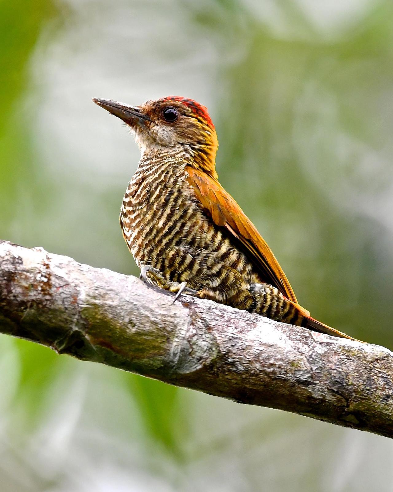 Red-rumped Woodpecker Photo by Gerald Friesen