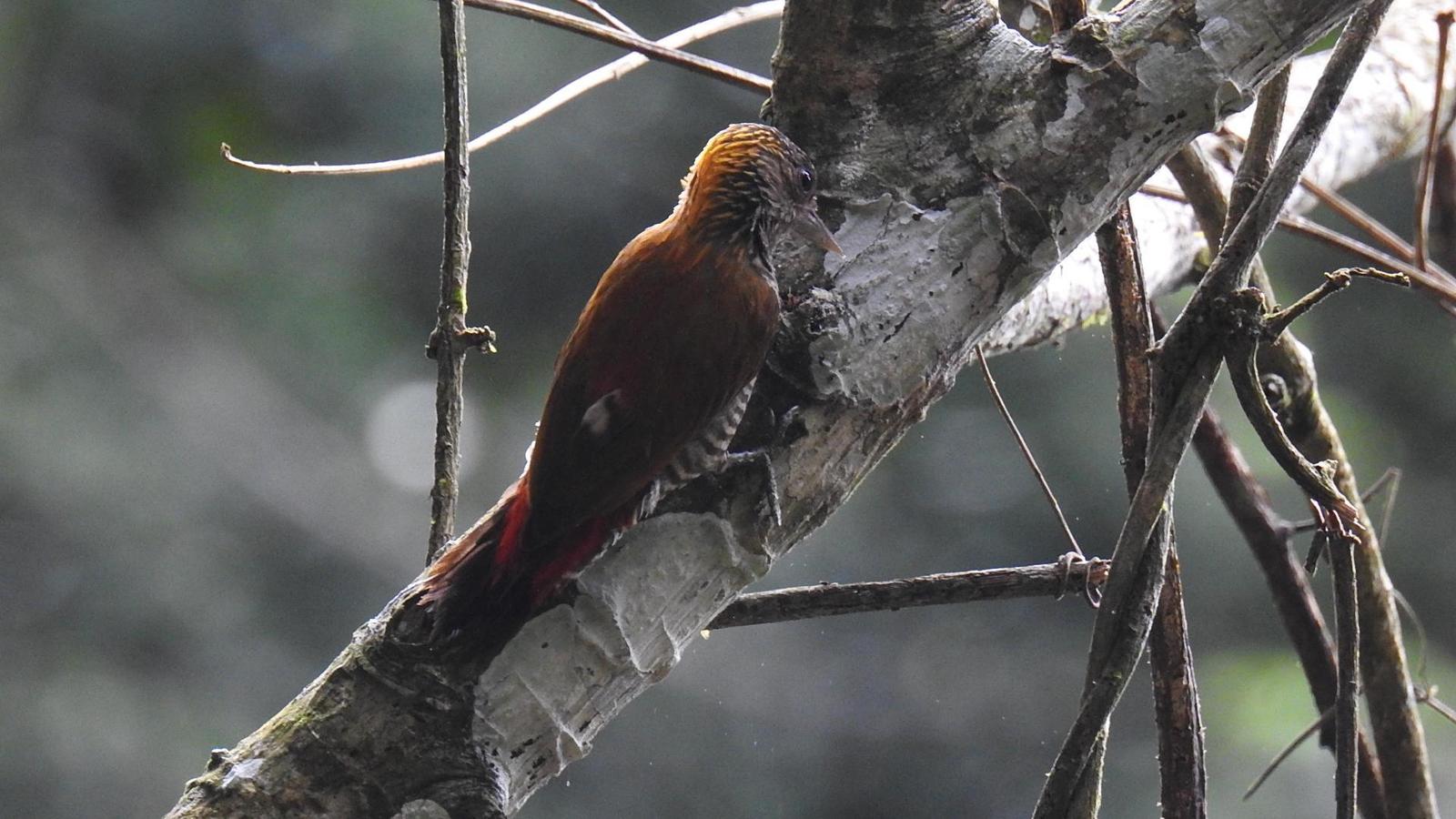 Red-rumped Woodpecker Photo by Julio Delgado