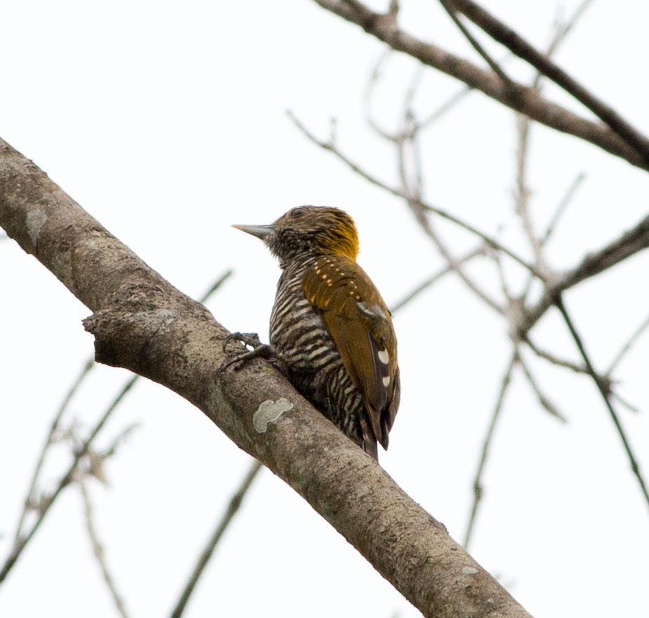 Golden-collared Woodpecker Photo by Evaldo Cesari de Oliveira Jr