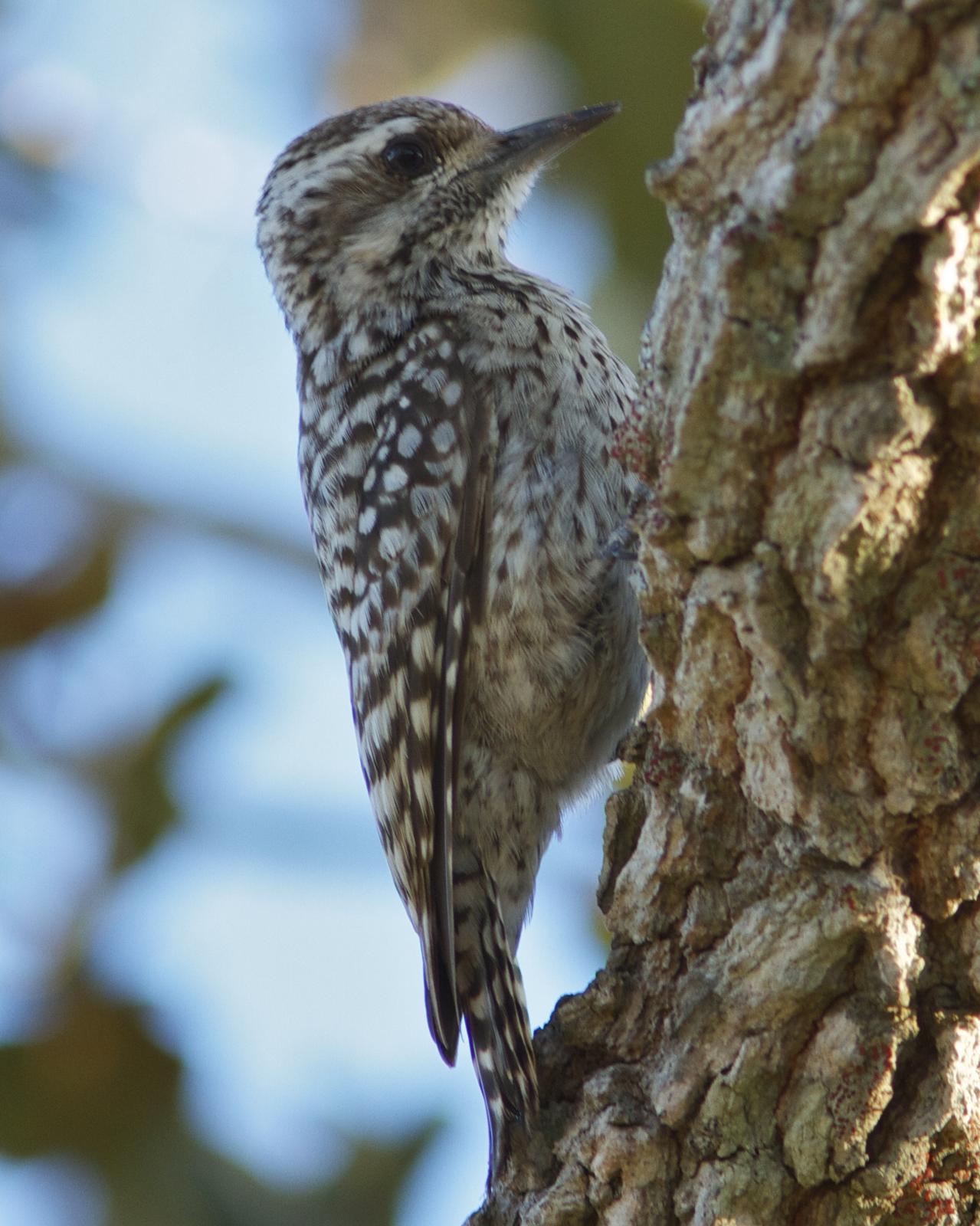 Checkered Woodpecker Photo by Marcelo Padua