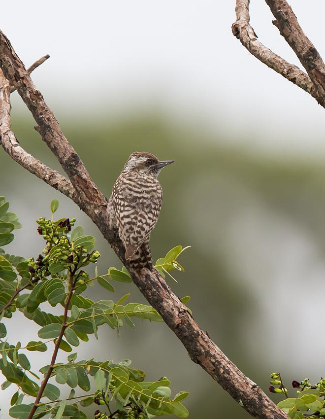 Checkered Woodpecker Photo by Antonio Girotto
