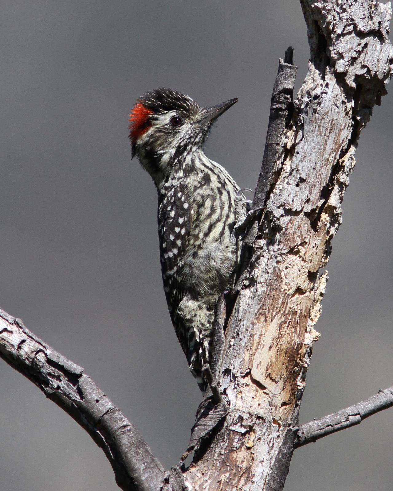 Striped Woodpecker Photo by Marcelo Padua
