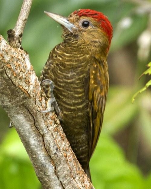 Little Woodpecker Photo by Michel Giraud-Audine