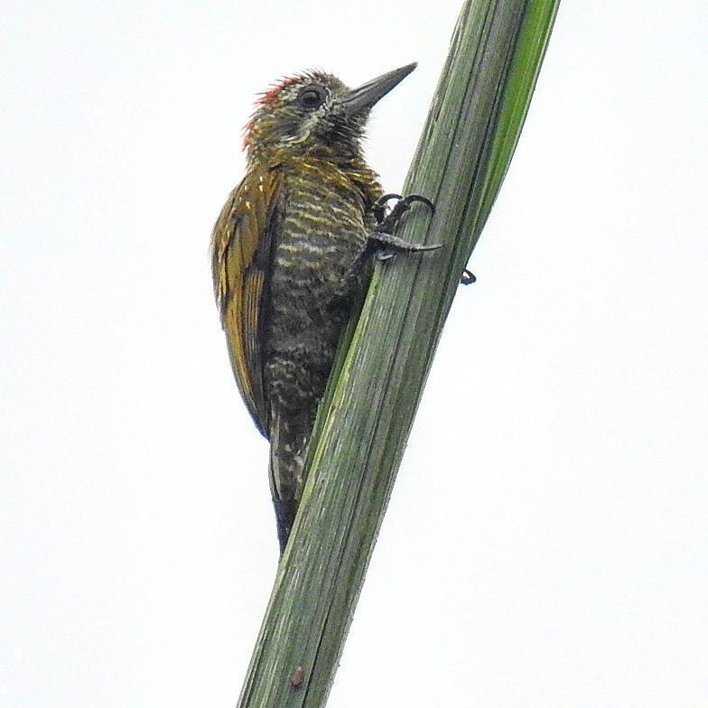 Little Woodpecker Photo by Julio Delgado