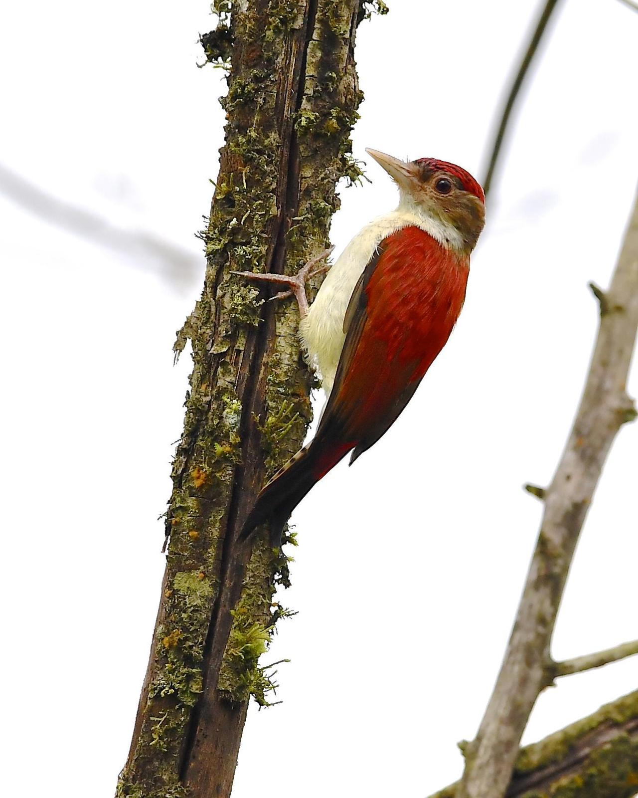Scarlet-backed Woodpecker Photo by Gerald Friesen