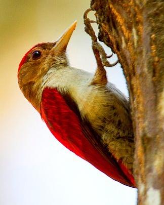 Scarlet-backed Woodpecker Photo by Francesco Veronesi