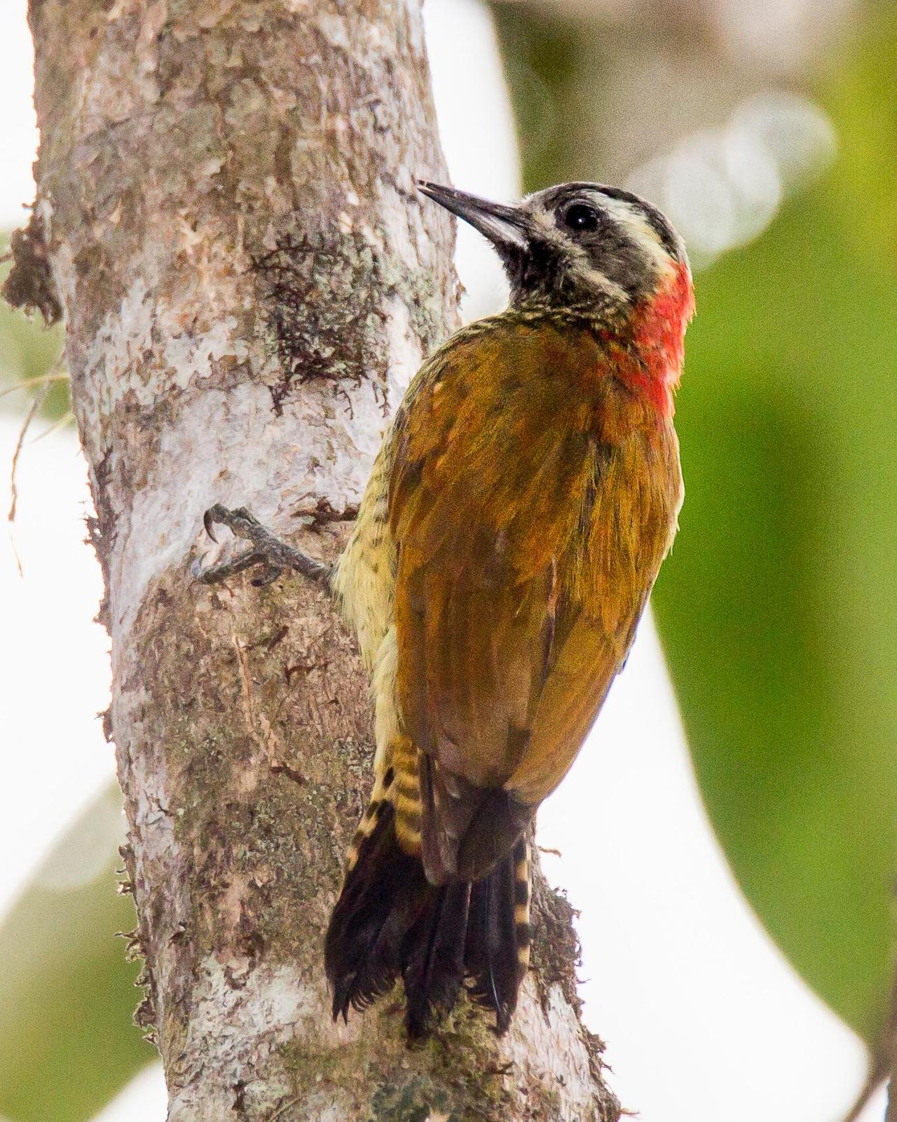 Yellow-vented Woodpecker Photo by Robert Lewis