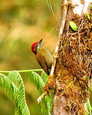 Bar-bellied Woodpecker Photo by Francesco Veronesi