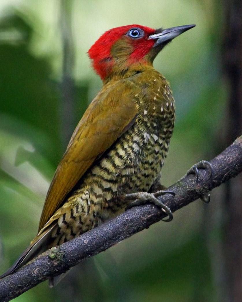 Rufous-winged Woodpecker Photo by Andrew Spencer