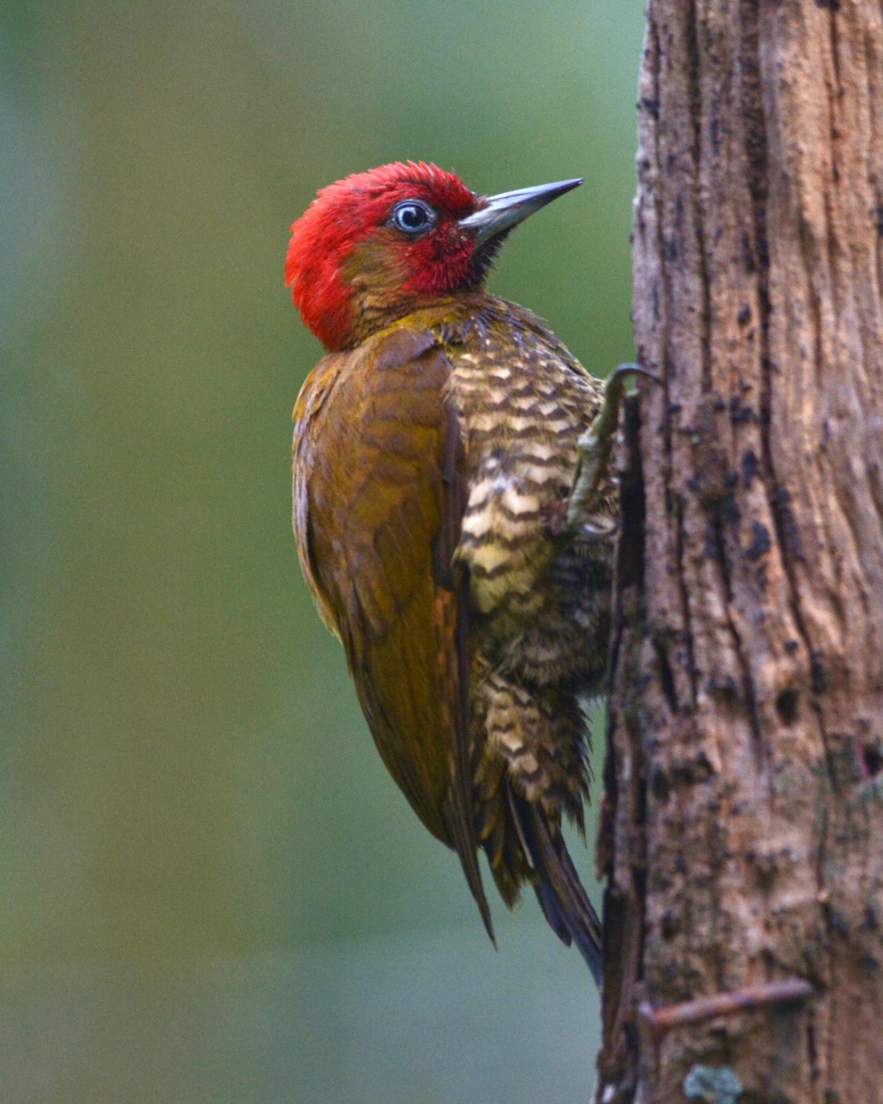 Rufous-winged Woodpecker Photo by David Hollie