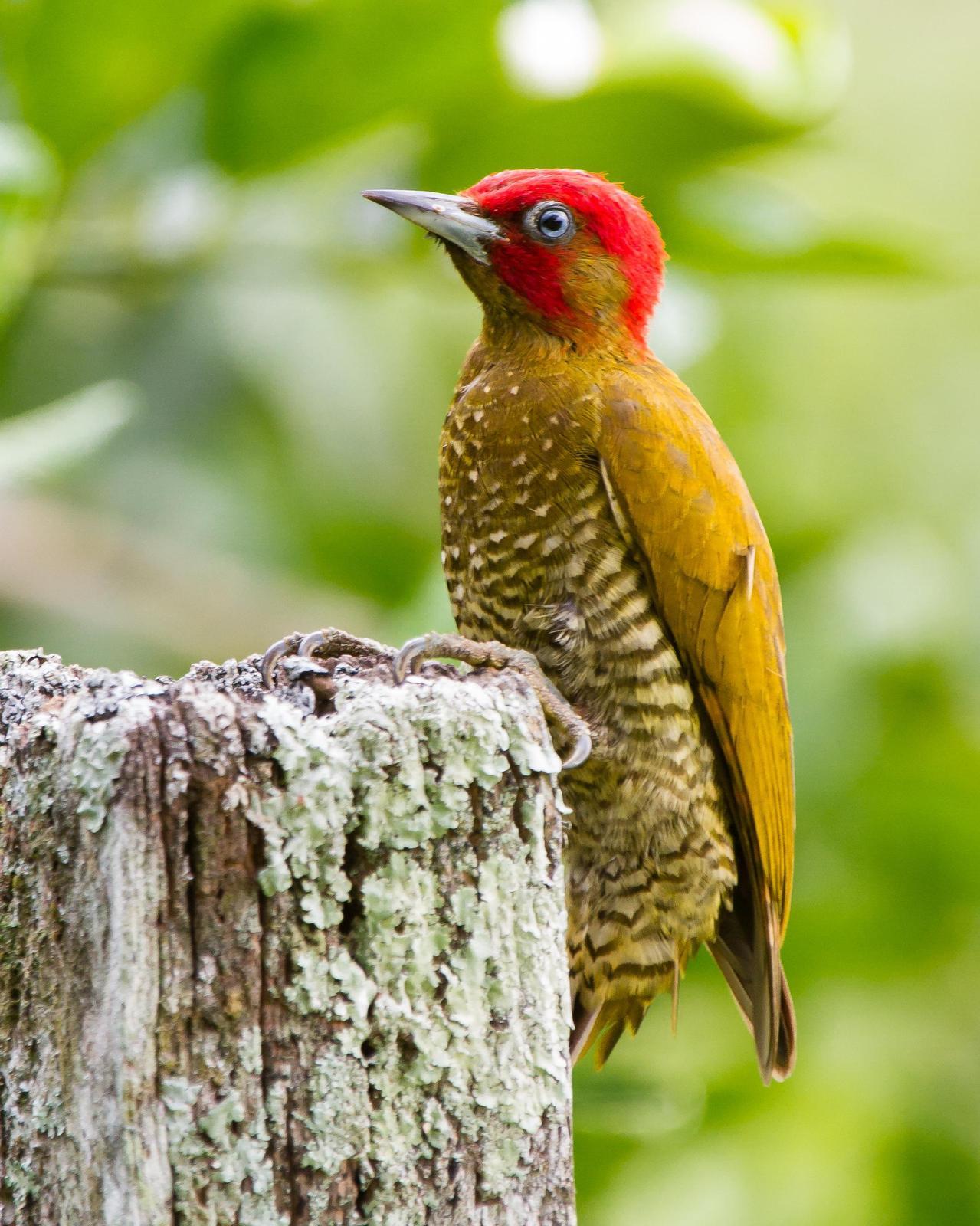 Rufous-winged Woodpecker Photo by Robert Lewis