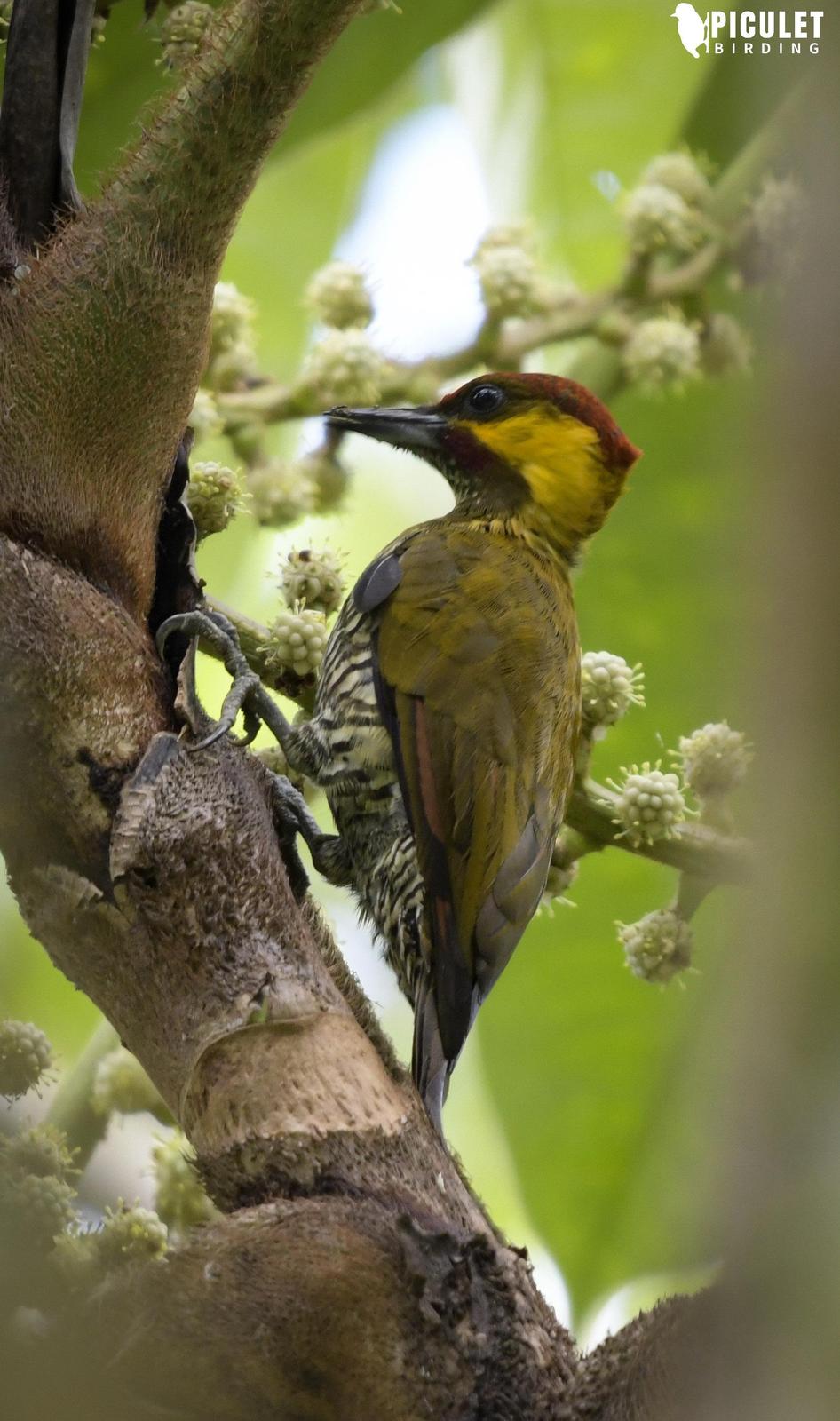 Lita Woodpecker Photo by Julio Delgado