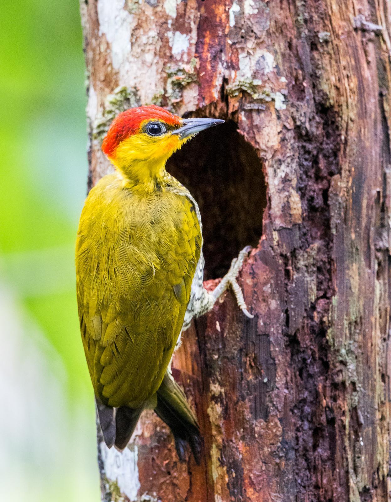 Yellow-throated Woodpecker Photo by Rhys Marsh