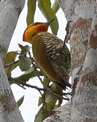 Yellow-throated Woodpecker Photo by Lesley Roy