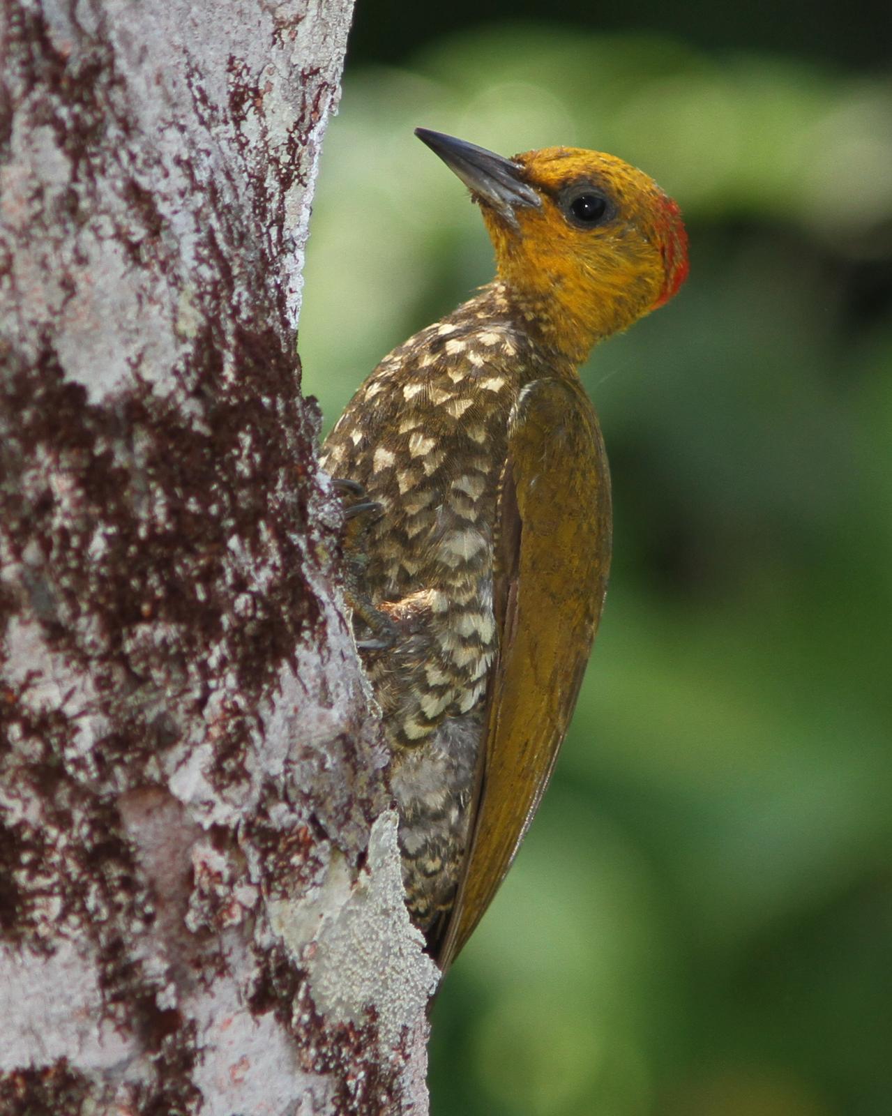 Yellow-throated Woodpecker Photo by Marcelo Padua