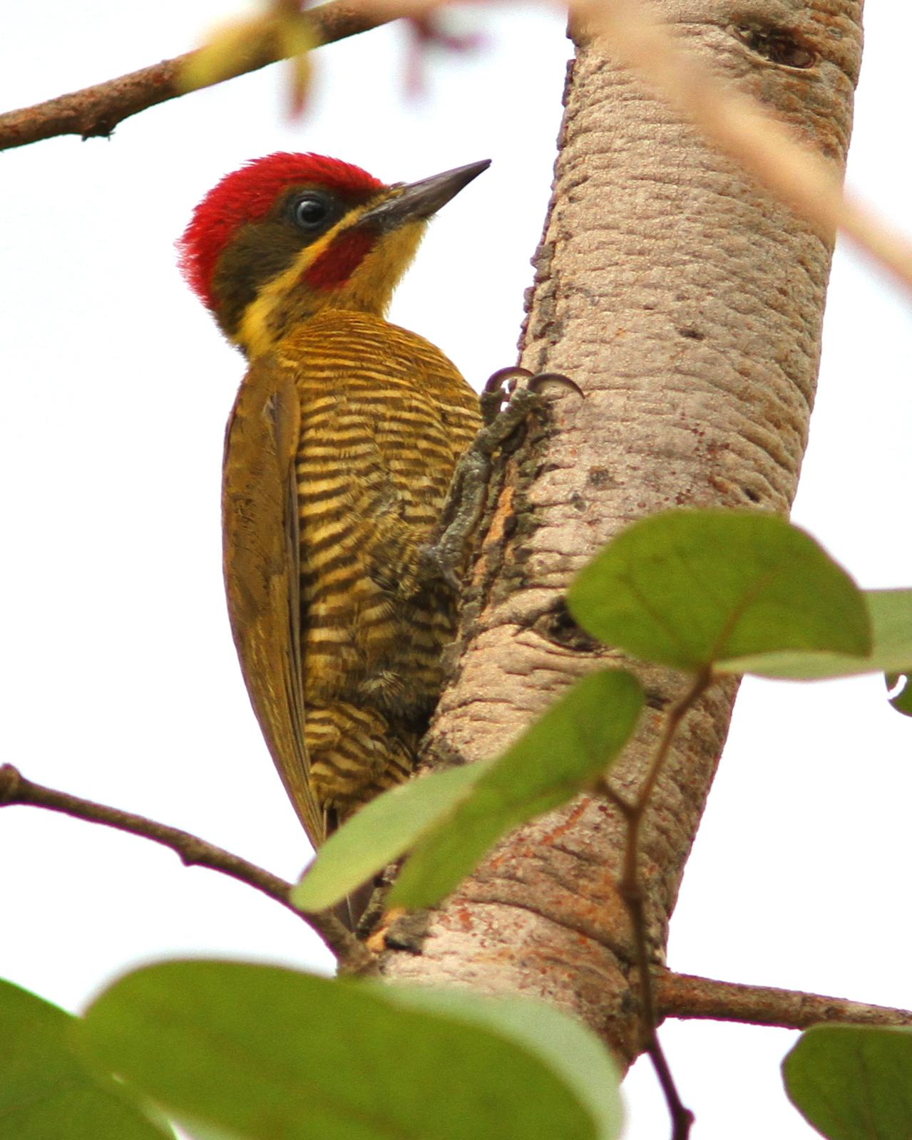 Golden-green Woodpecker Photo by Marcelo Padua