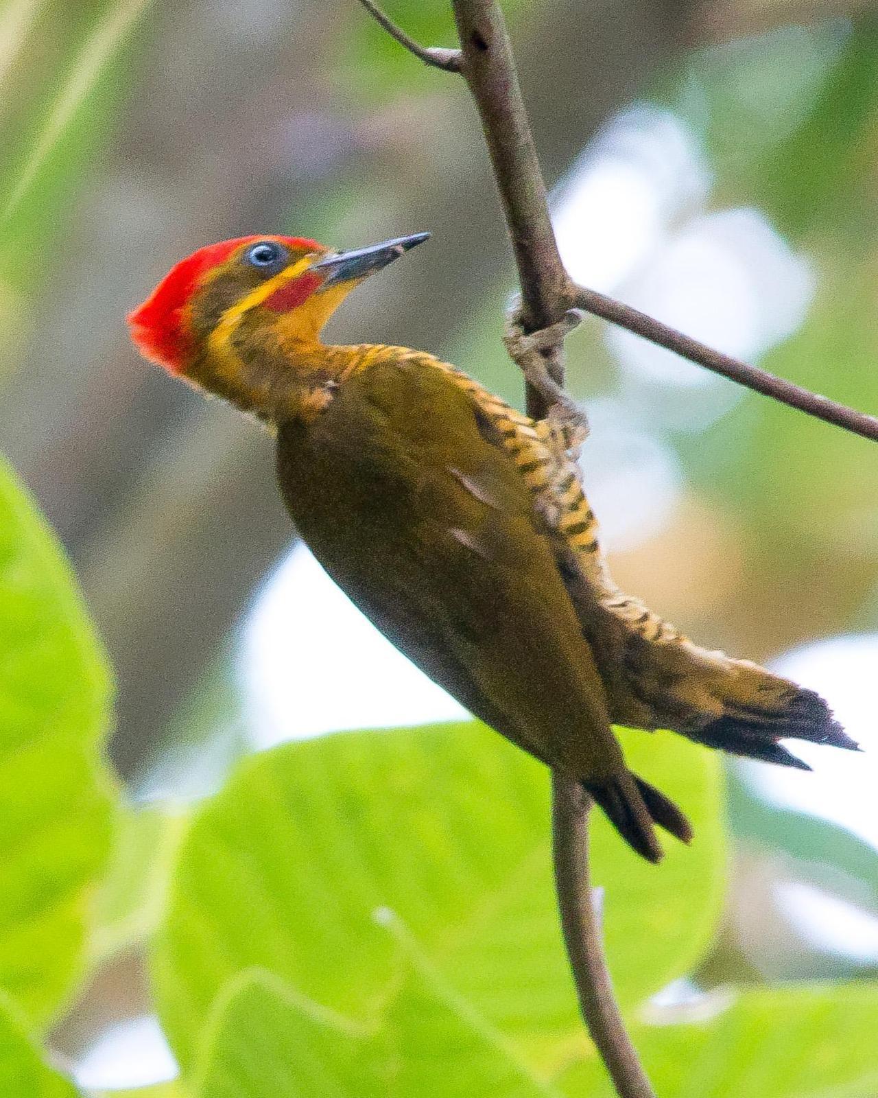 Golden-green Woodpecker Photo by Marie-France Rivard
