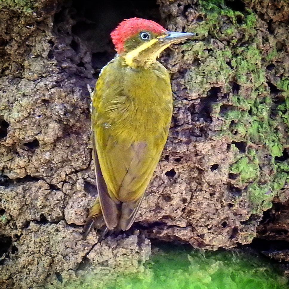 Golden-green Woodpecker Photo by Julio Delgado