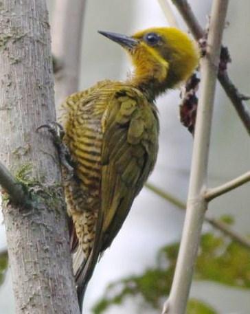 Golden-green Woodpecker Photo by Michael L. P. Retter