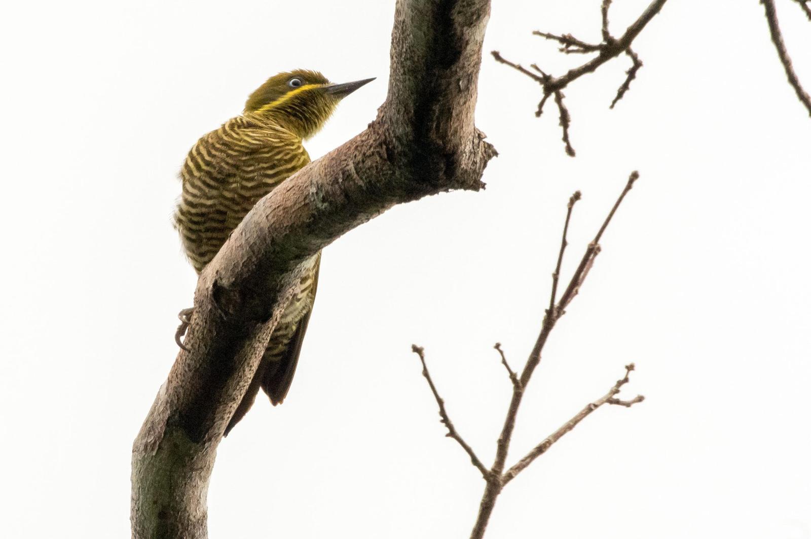 Golden-green Woodpecker Photo by Phil Kahler