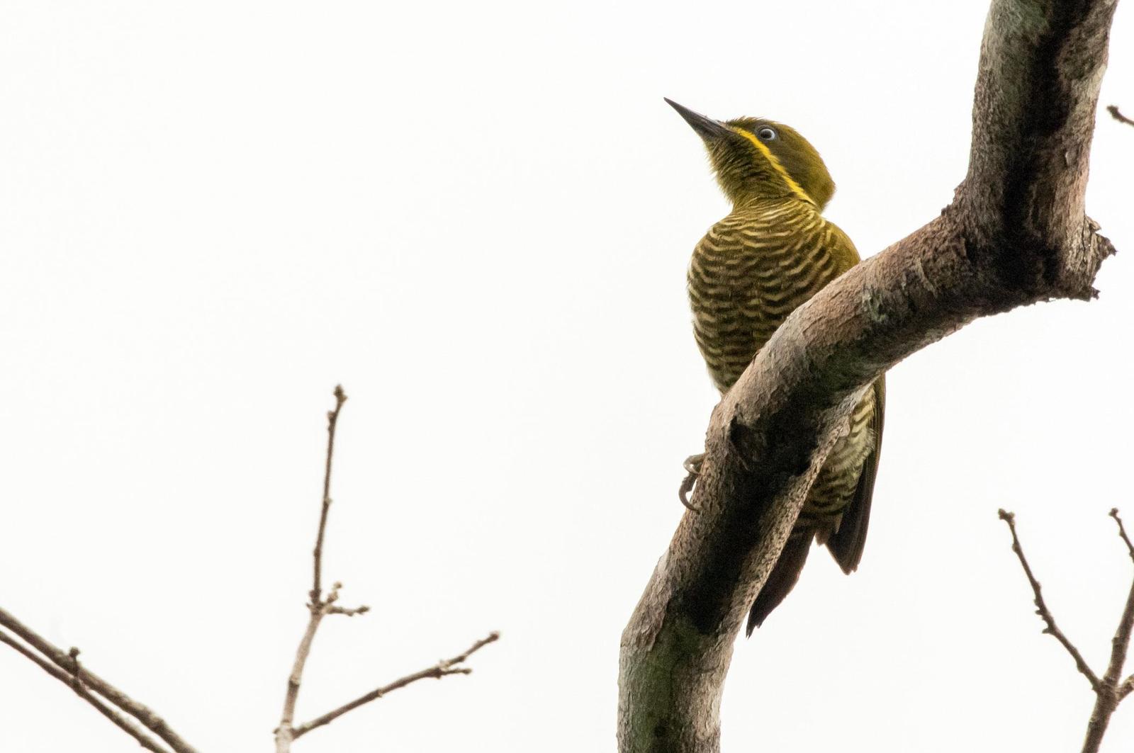 Golden-green Woodpecker Photo by Phil Kahler