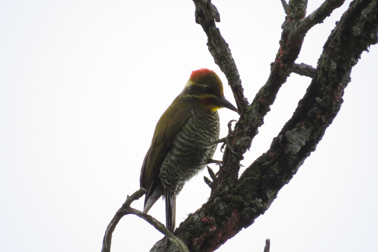 White-browed Woodpecker Photo by Jeff Harding