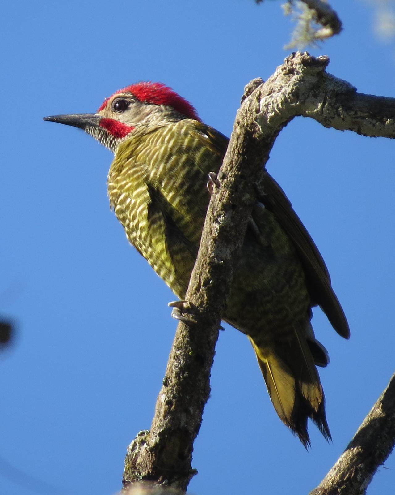 Golden-olive Woodpecker Photo by John van Dort