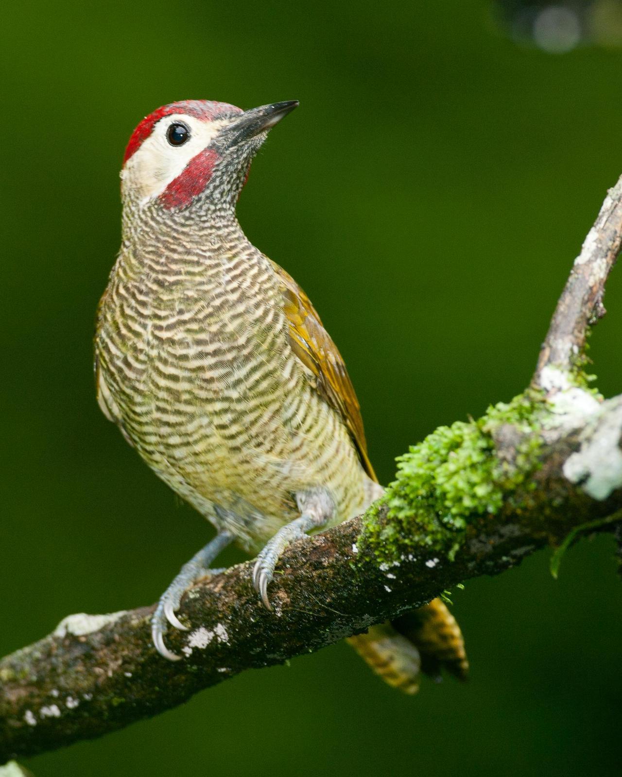 Golden-olive Woodpecker Photo by Robert Lewis