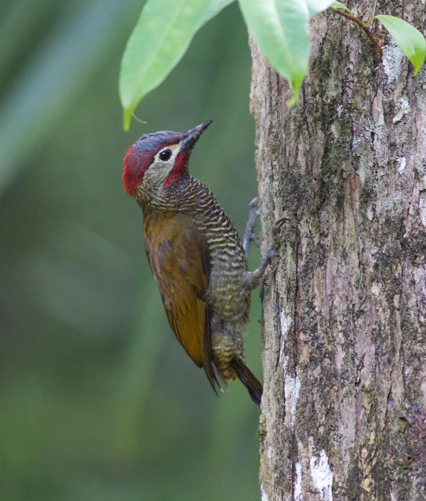 Golden-olive Woodpecker Photo by Andre  Moncrieff