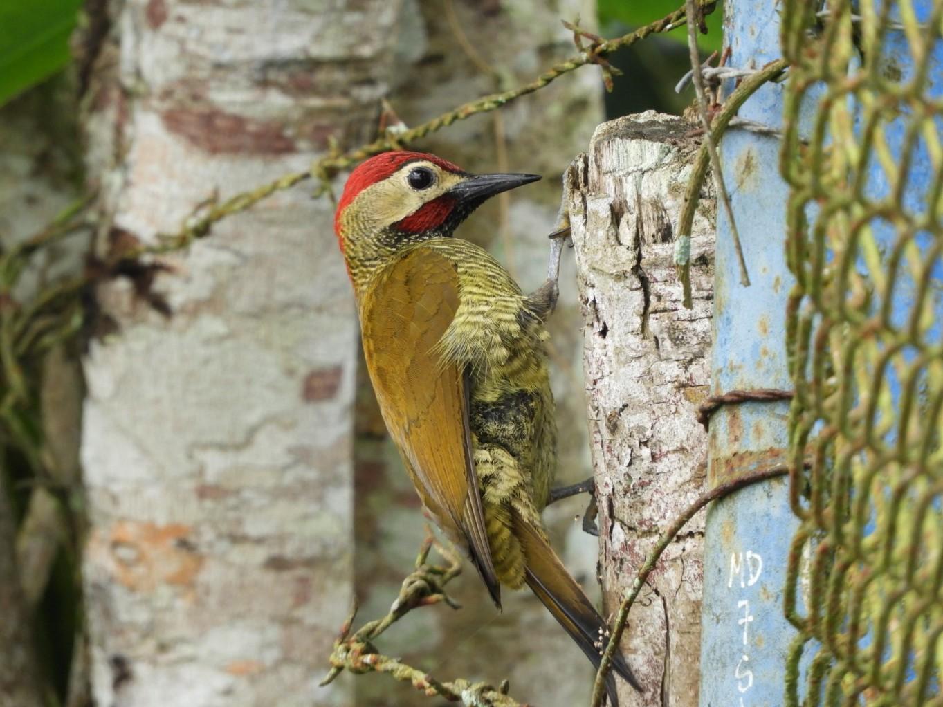 Golden-olive Woodpecker Photo by Jeff Harding