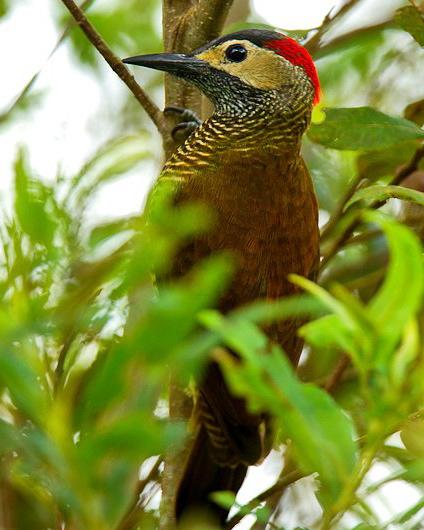 Golden-olive Woodpecker Photo by Francesco Veronesi