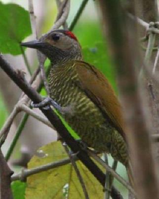 Golden-olive Woodpecker Photo by Amy McAndrews