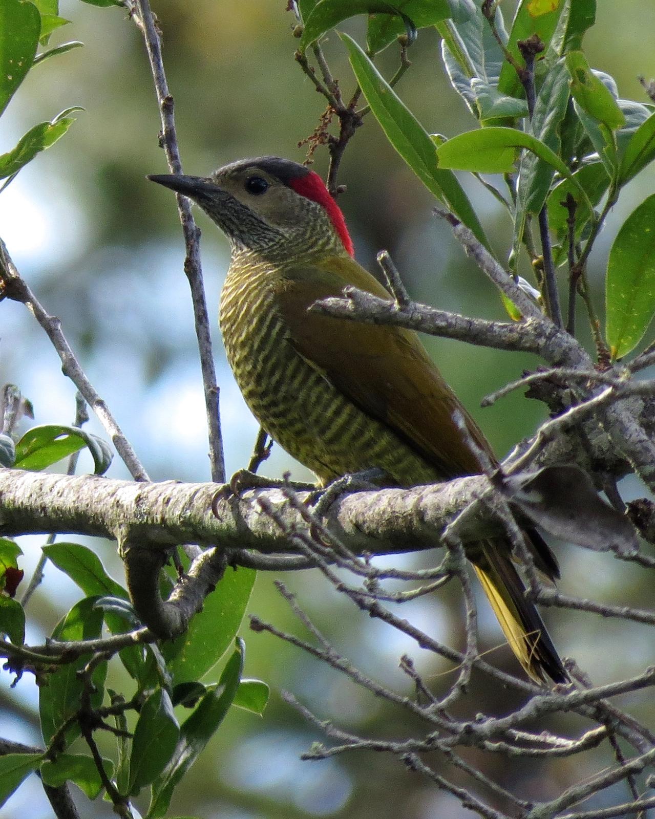 Golden-olive Woodpecker Photo by John van Dort