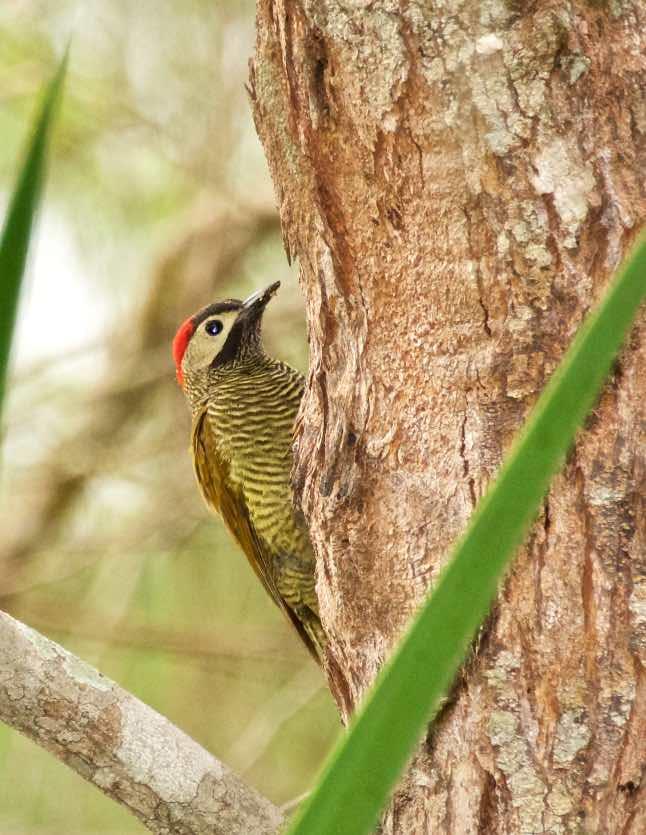 Golden-olive Woodpecker Photo by Andrew Pittman