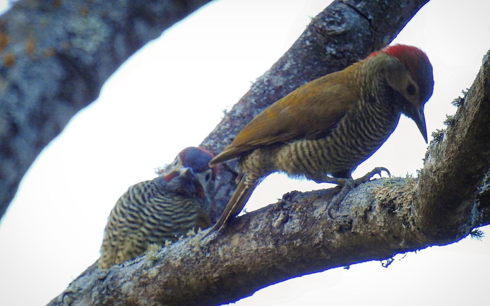 Golden-olive Woodpecker Photo by Julio Delgado