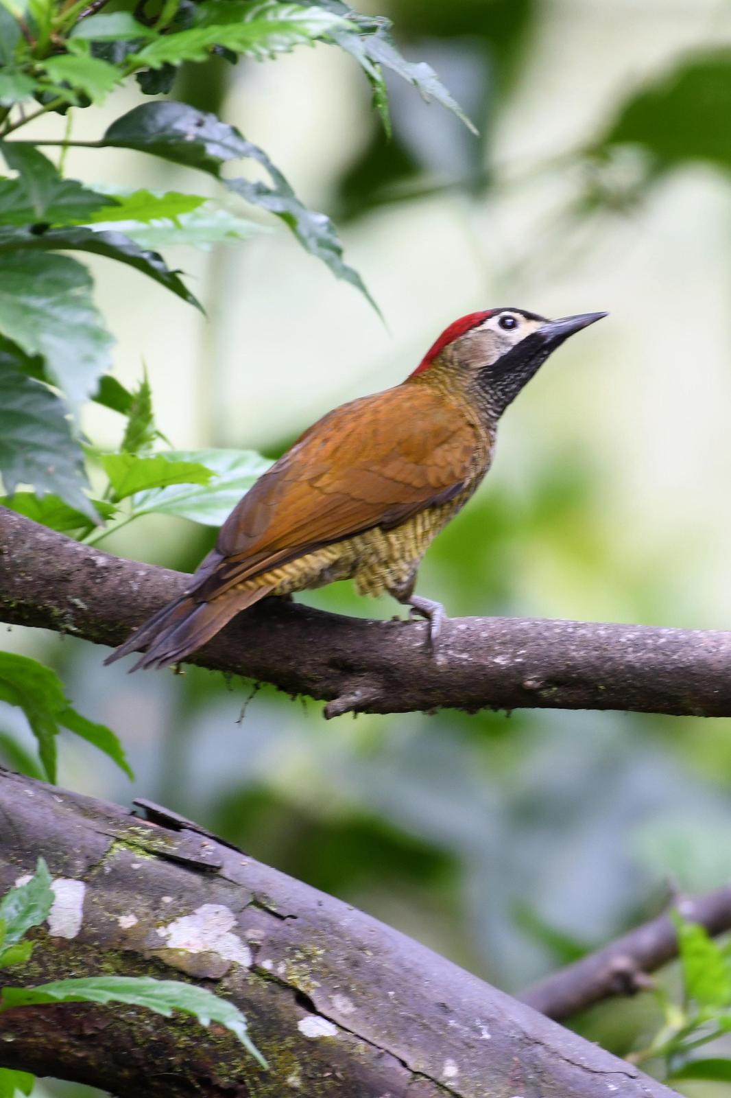 Golden-olive Woodpecker Photo by Ann Doty