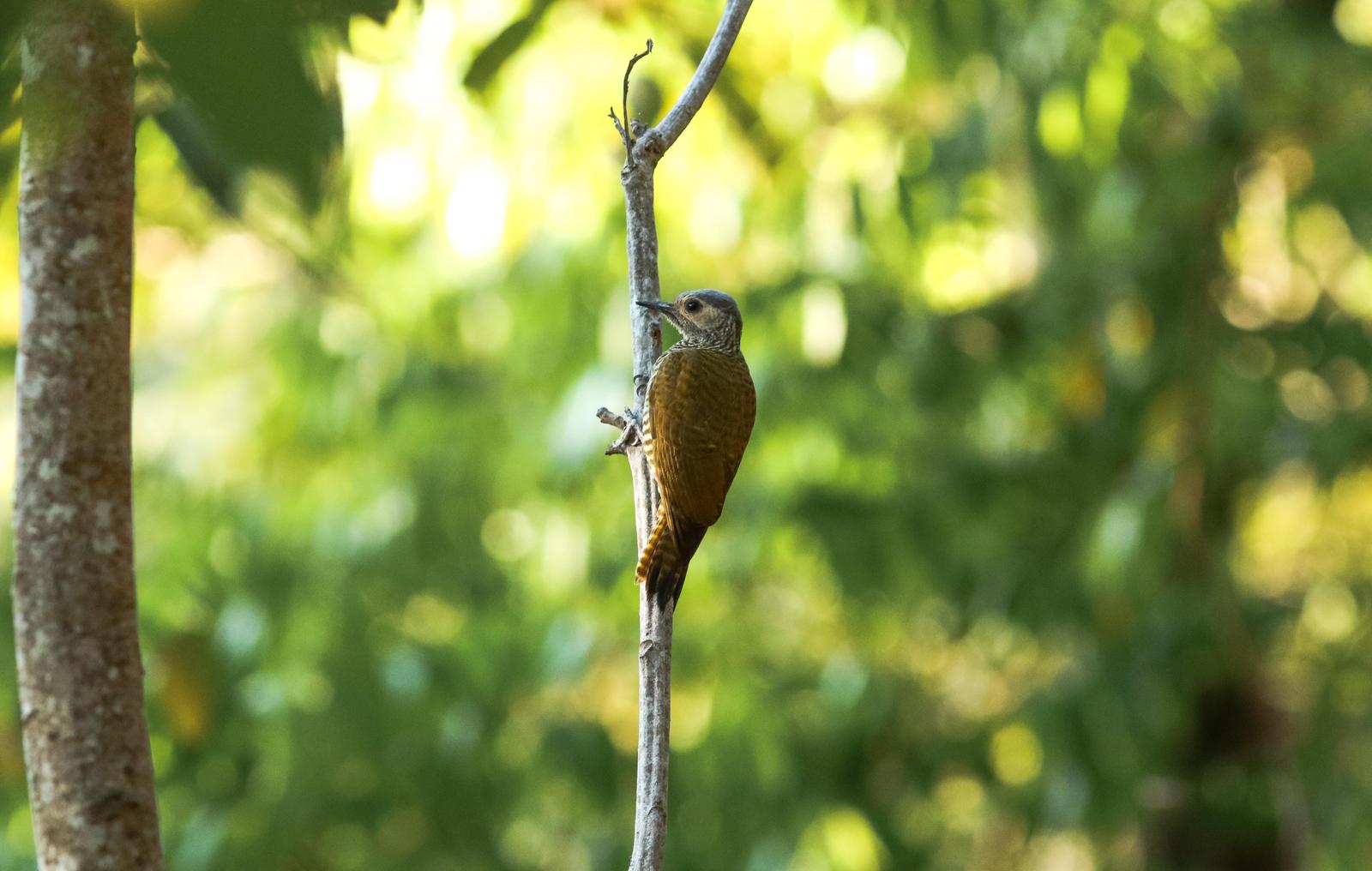 Gray-crowned Woodpecker Photo by Leonardo Garrigues