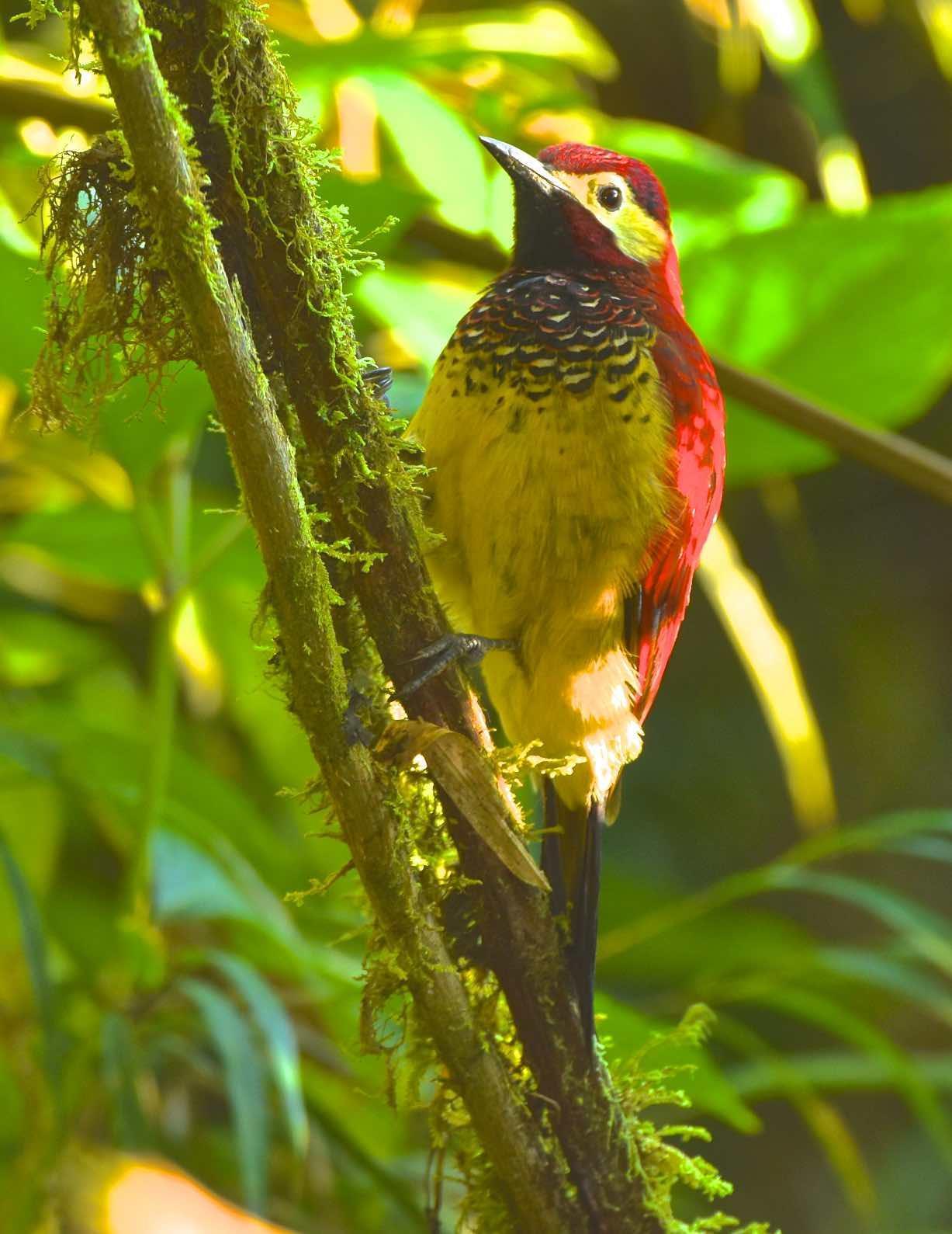 Crimson-mantled Woodpecker Photo by Andrew Pittman