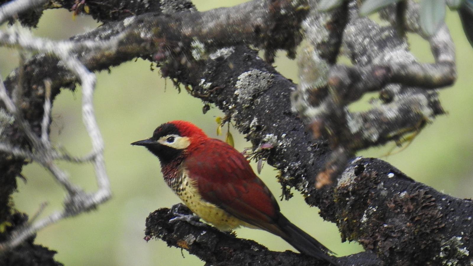Crimson-mantled Woodpecker Photo by Julio Delgado