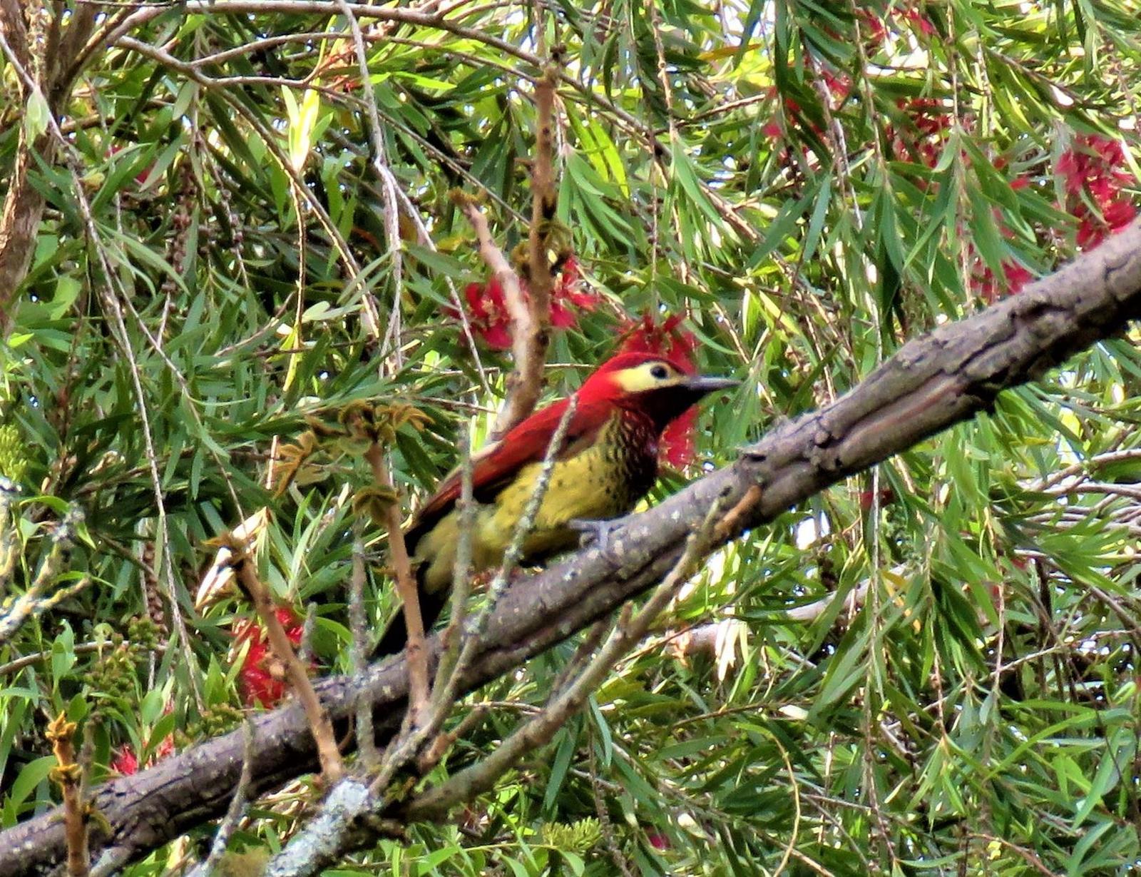 Crimson-mantled Woodpecker Photo by Bonnie McKenzie