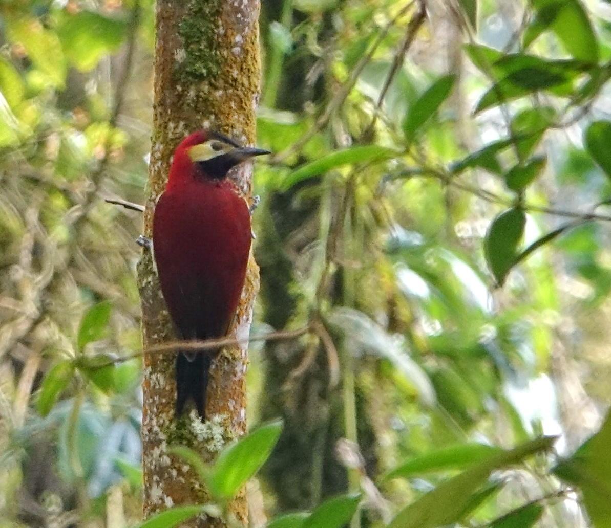 Crimson-mantled Woodpecker Photo by Doug Swartz