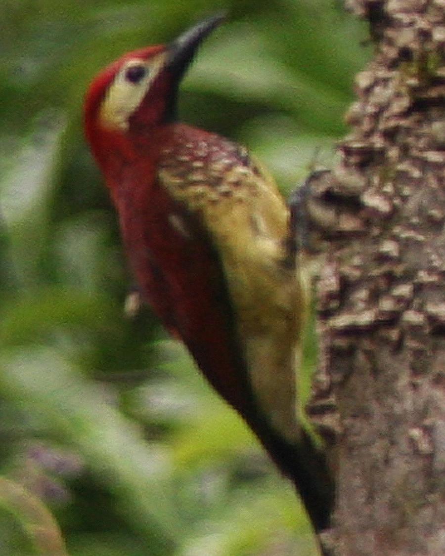 Crimson-mantled Woodpecker Photo by Mokie Visser