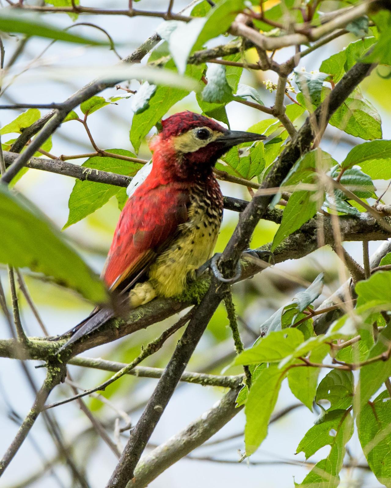 Crimson-mantled Woodpecker Photo by Harold Davis