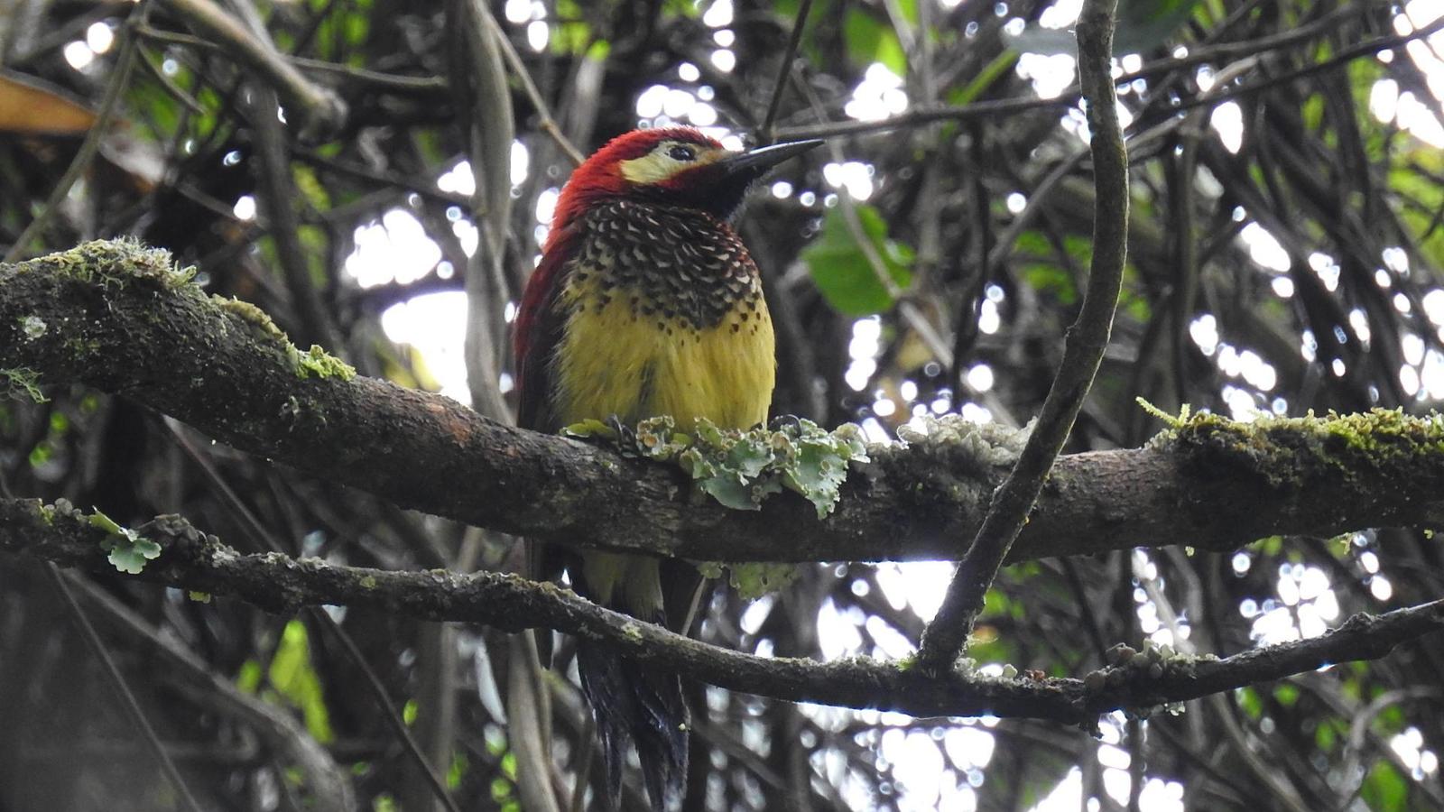 Crimson-mantled Woodpecker Photo by Julio Delgado