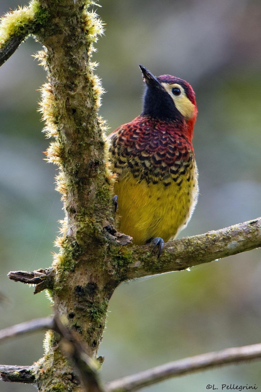 Crimson-mantled Woodpecker Photo by Laurence Pellegrini