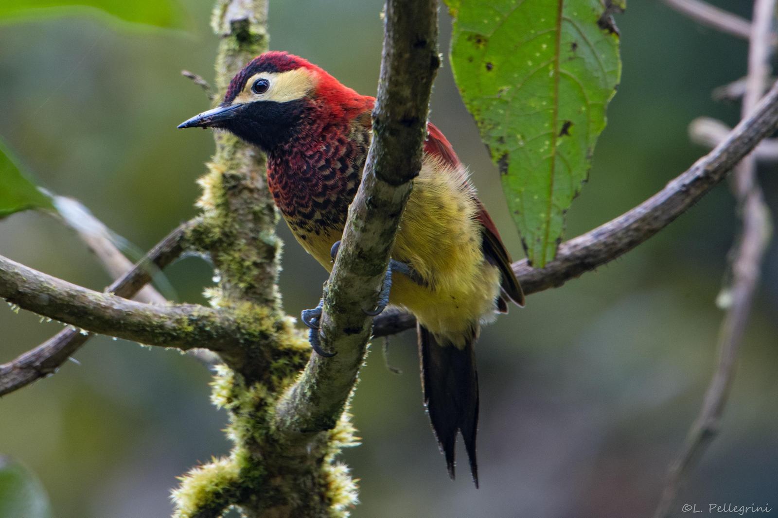 Crimson-mantled Woodpecker Photo by Laurence Pellegrini